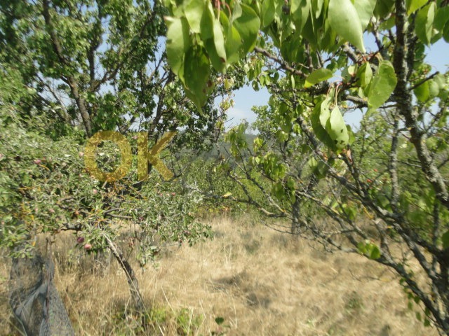 Ostatní