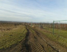 Auction id. 1/4 zahrady ve Velkých Bílovicích, okr. Břeclav image